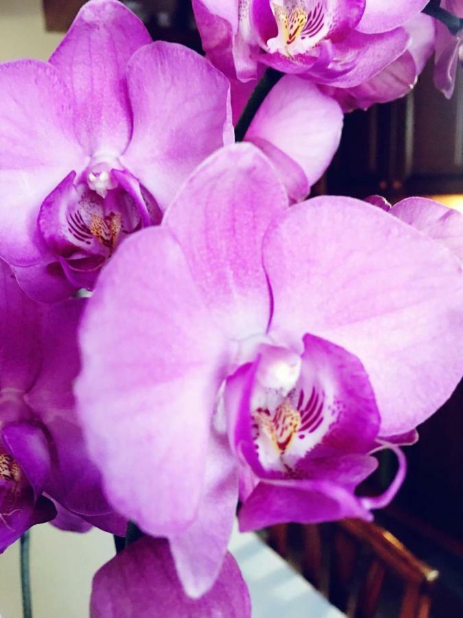 Orchidea By Dimorra * Neapel